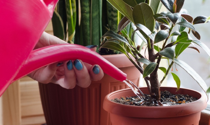 A woman watering indoor plants.